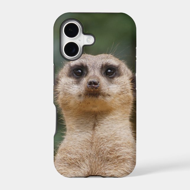 Meerkat 001 (Back)