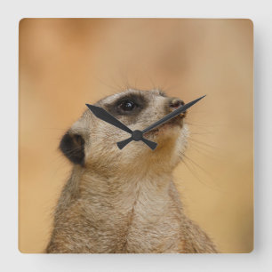 Meerkat 001 by JAMFoto Square Wall Clock