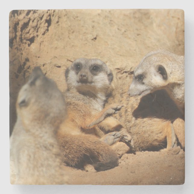Meerkat 002 stone coaster (Front)
