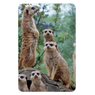 Meerkat_003 Magnet