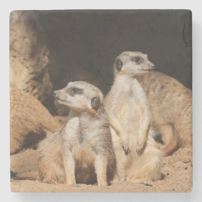 Meerkat 003 stone coaster (Front)