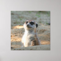 Meerkat 004