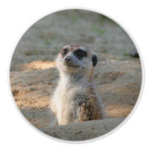 Meerkat 004 ceramic knob