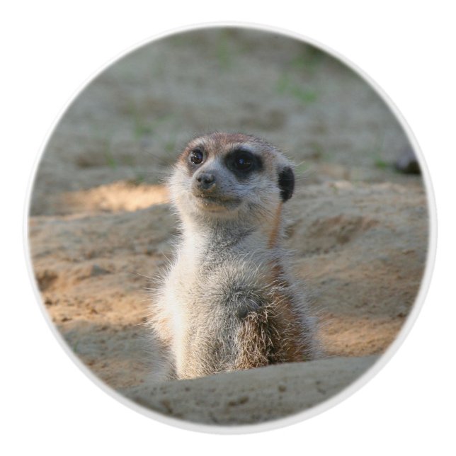 Meerkat 004 ceramic knob (Front)