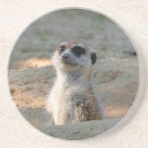Meerkat 004 coaster