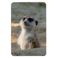 Meerkat 004