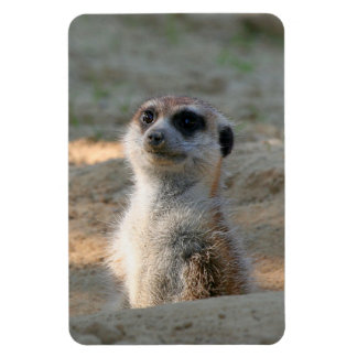 Meerkat 004 magnet