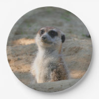 Meerkat 004