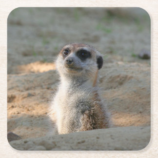 Meerkat 004 square paper coaster