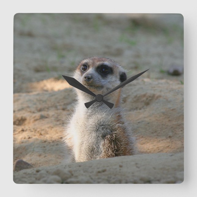 Meerkat 004 square wall clock (Front)