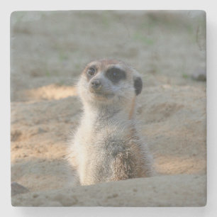 Meerkat 004 stone coaster