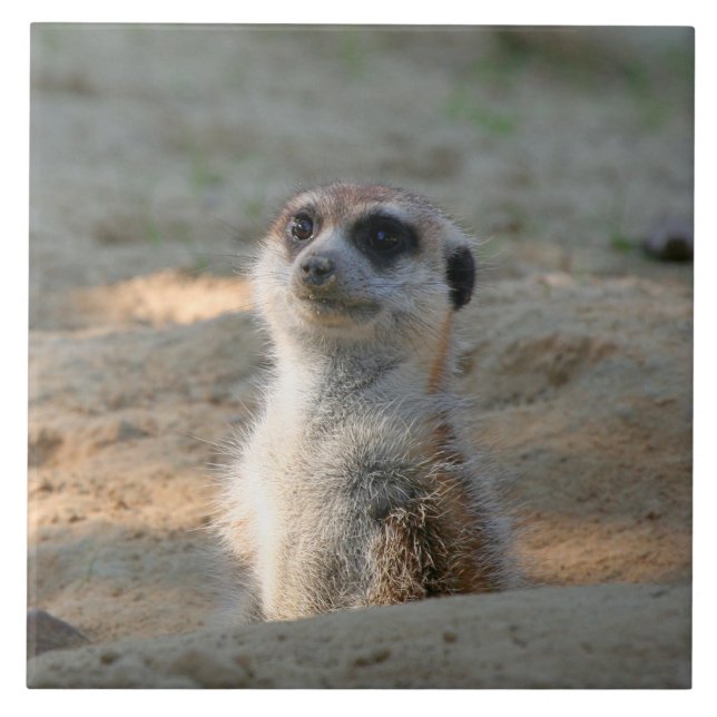Meerkat 004 tile (Front)