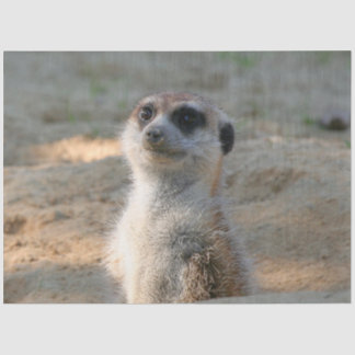Meerkat 004 tissue paper