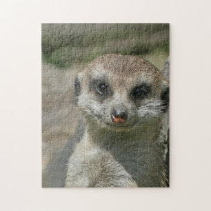 Meerkat 005 jigsaw puzzle