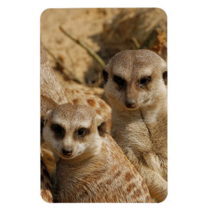 Meerkat_008 Magnet