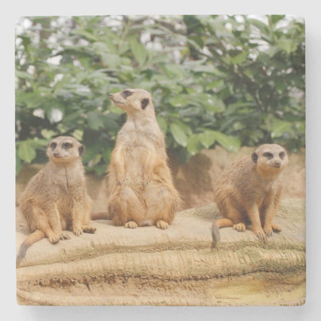 Meerkat 008 stone coaster (Front)