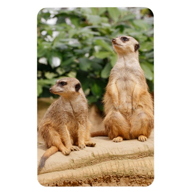 Meerkat 009 magnet (Vertical)