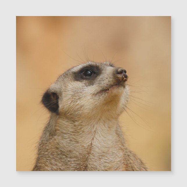 Meerkat 011 (Front)