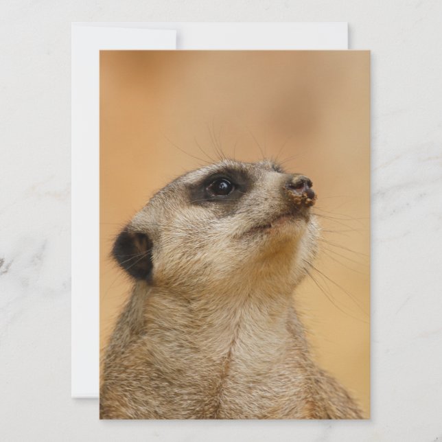 Meerkat 011 holiday card (Front)