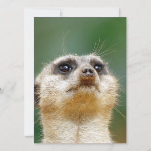 Meerkat 012 holiday card