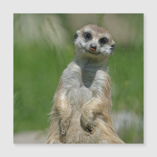 Meerkat 013