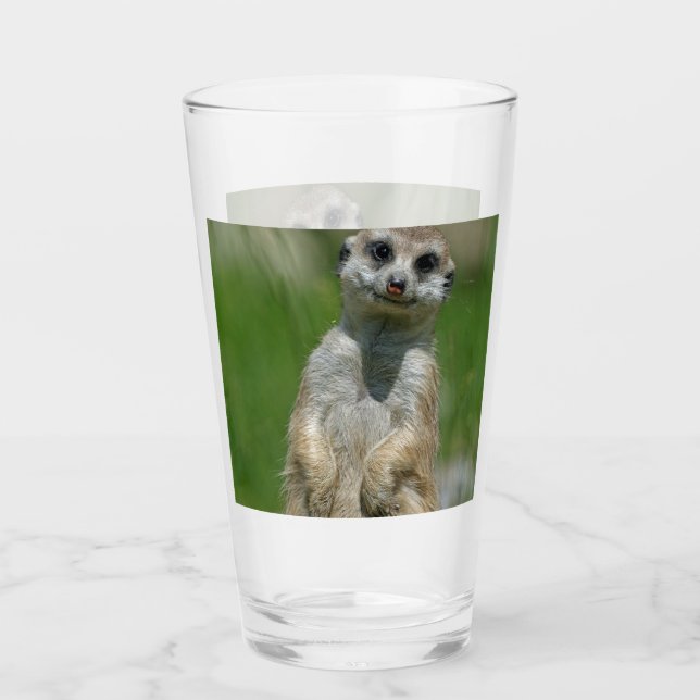 Meerkat 013 glass (Front)