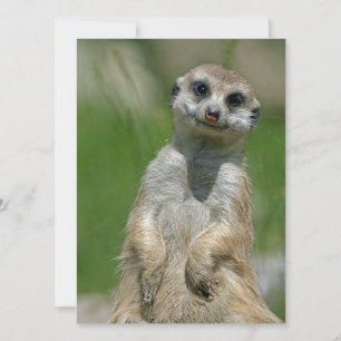 Meerkat 013 holiday card