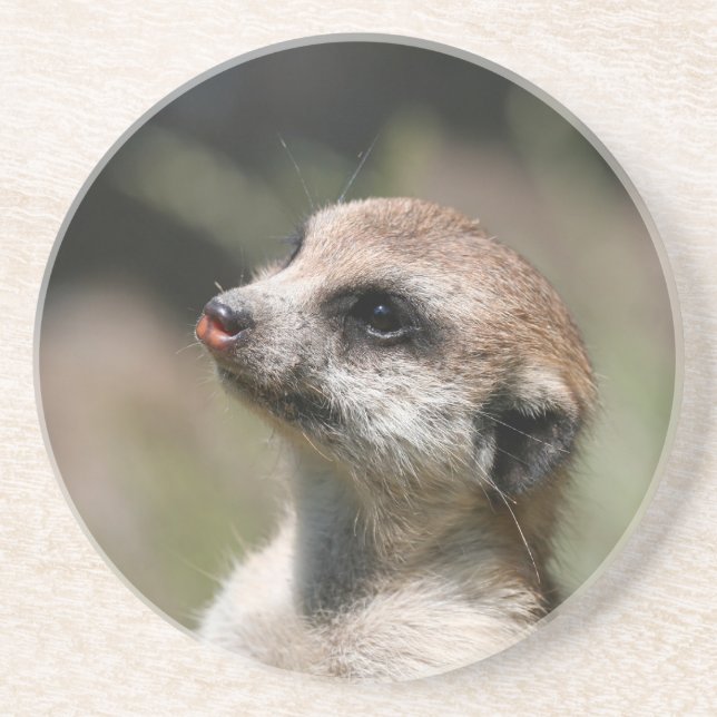 Meerkat 014 coaster (Front)
