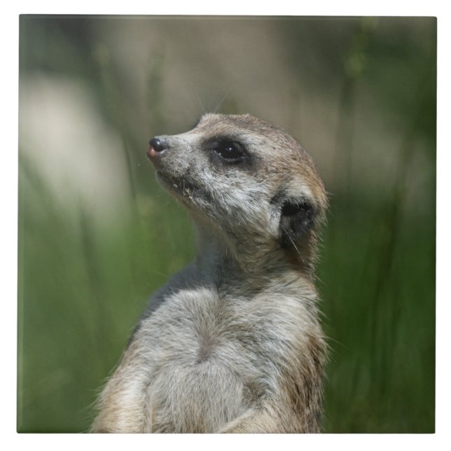 Meerkat 015 tile (Front)
