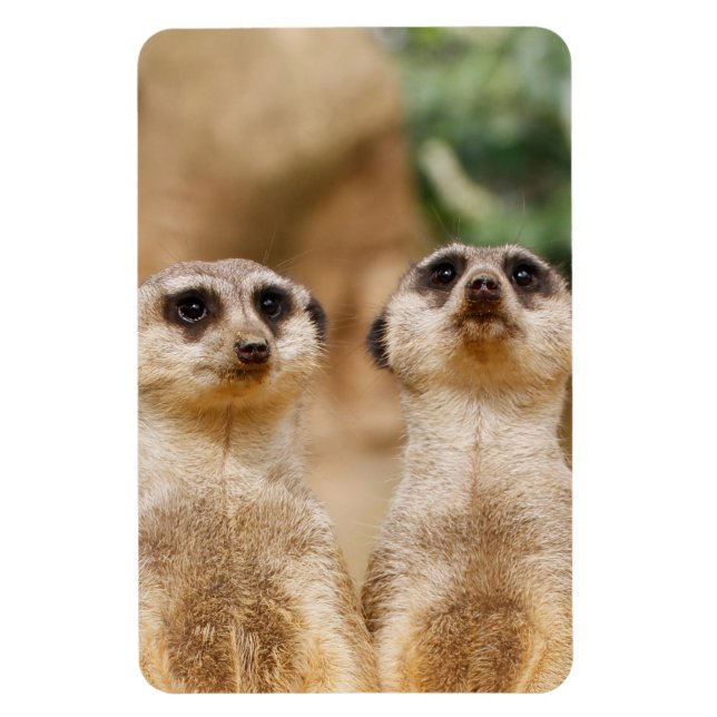 Meerkat 017 magnet (Vertical)