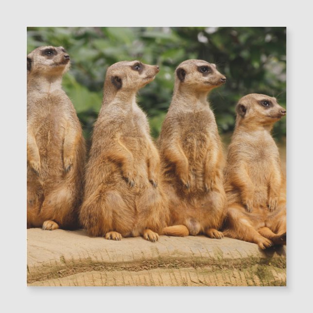 Meerkat 018 (Front)