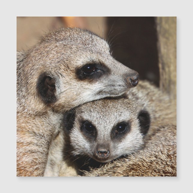Meerkat 019 (Front)