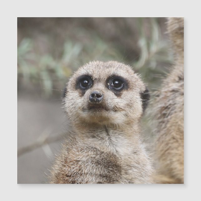 Meerkat 021 by JAMFoto (Front)