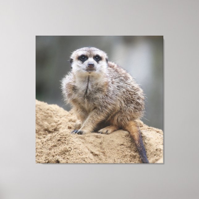 Meerkat 021 canvas print (Front)