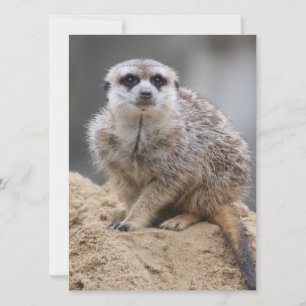 Meerkat 021 holiday card