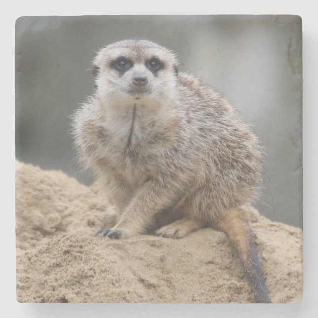 Meerkat 021 stone coaster (Front)