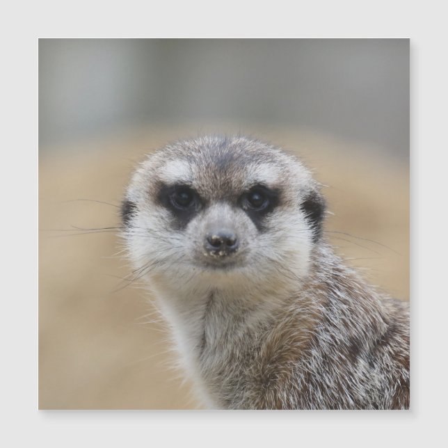 Meerkat 022 (Front)