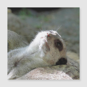 Meerkat 024