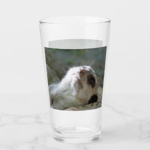 Meerkat 024 glass