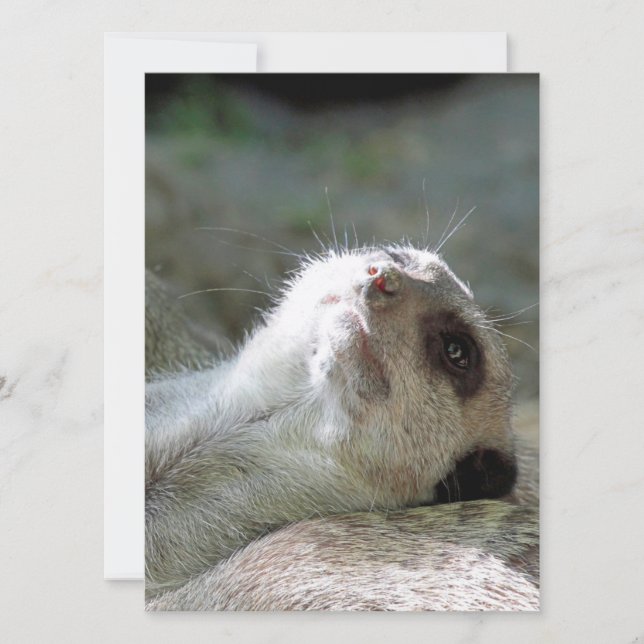 Meerkat 024 holiday card (Front)