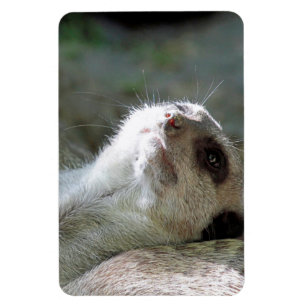 Meerkat 024 magnet