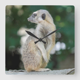 Meerkat 025 square wall clock