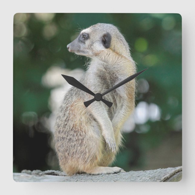 Meerkat 025 square wall clock (Front)