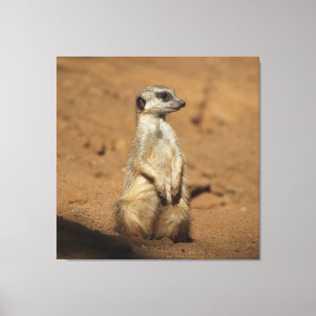 Meerkat 027 canvas print (Front)