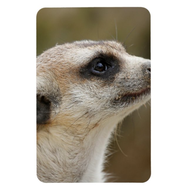 Meerkat 028 magnet (Vertical)