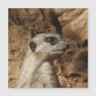 Meerkat 029