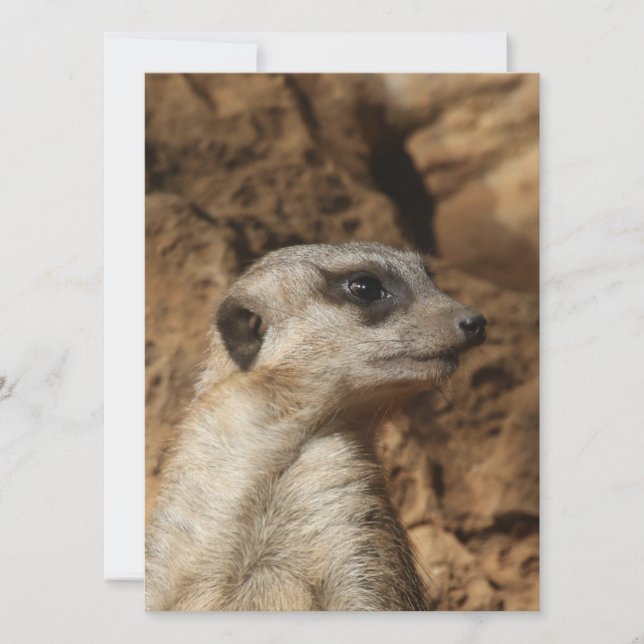 Meerkat 029 holiday card (Front)