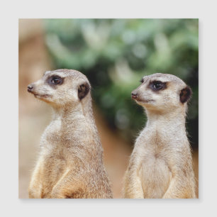 Meerkat 030