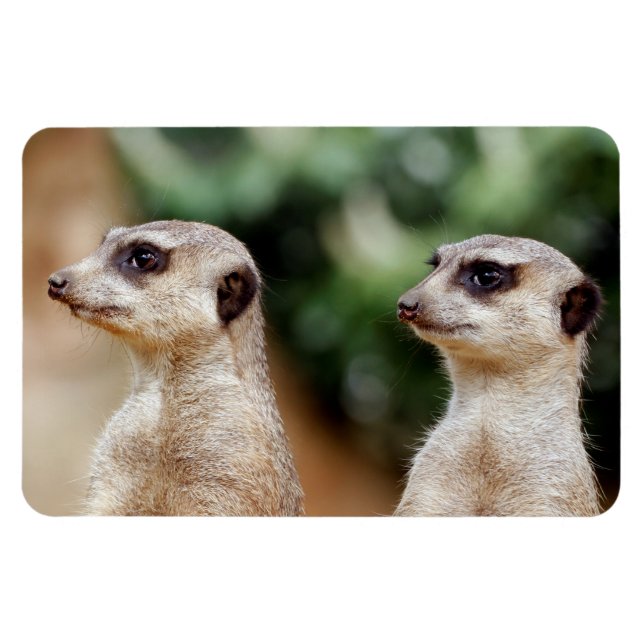 Meerkat 030 magnet (Horizontal)