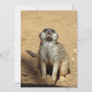 Meerkat 031 holiday card
